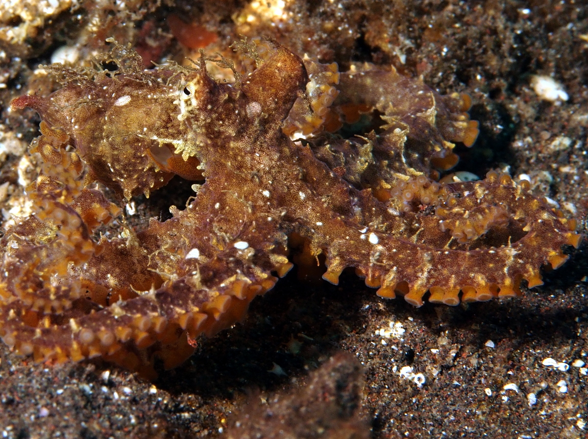 Mosaic Octopus - Abdopus abaculus