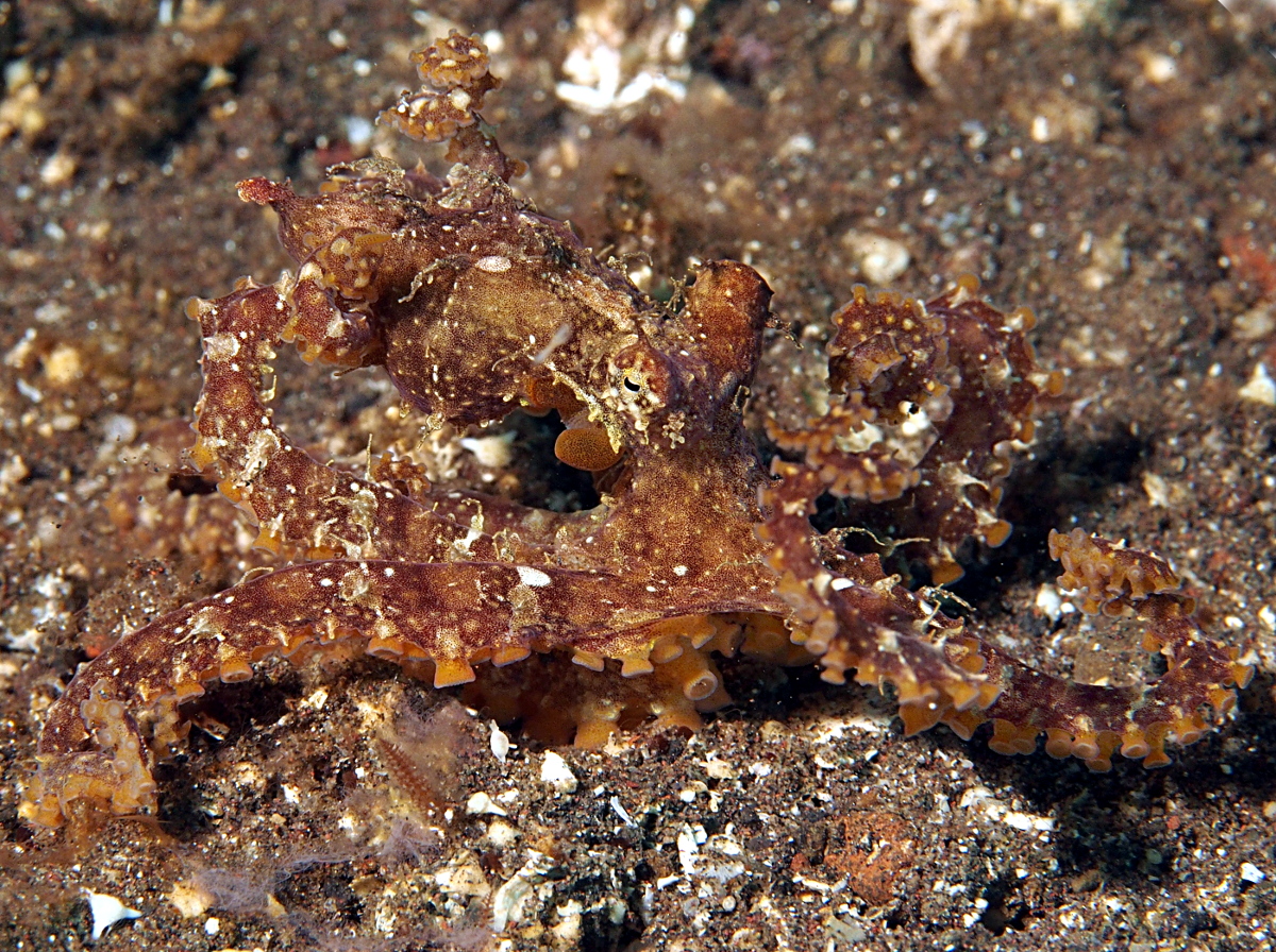 Mosaic Octopus - Abdopus abaculus