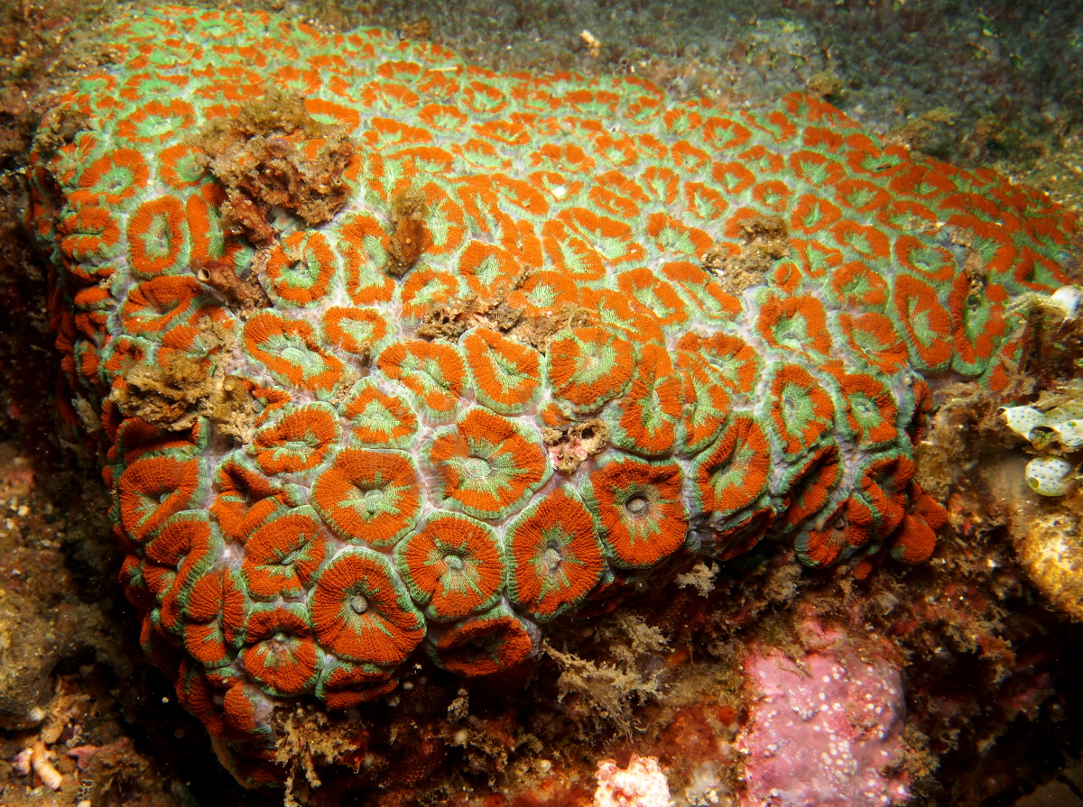 Acanthastrea lordhowensis - Acanthastrea lordhowensis - Lembeh Strait, Indonesia