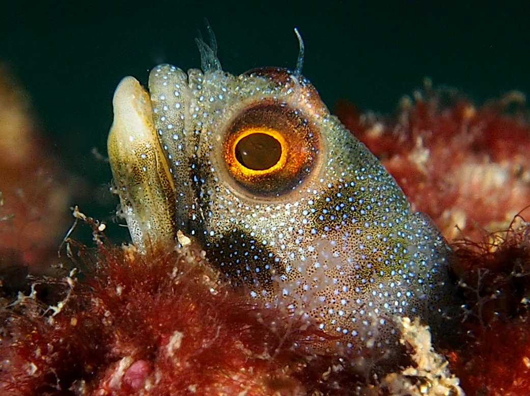 Mexican Barnacle blenny - Acanthemblemaria macrospilus