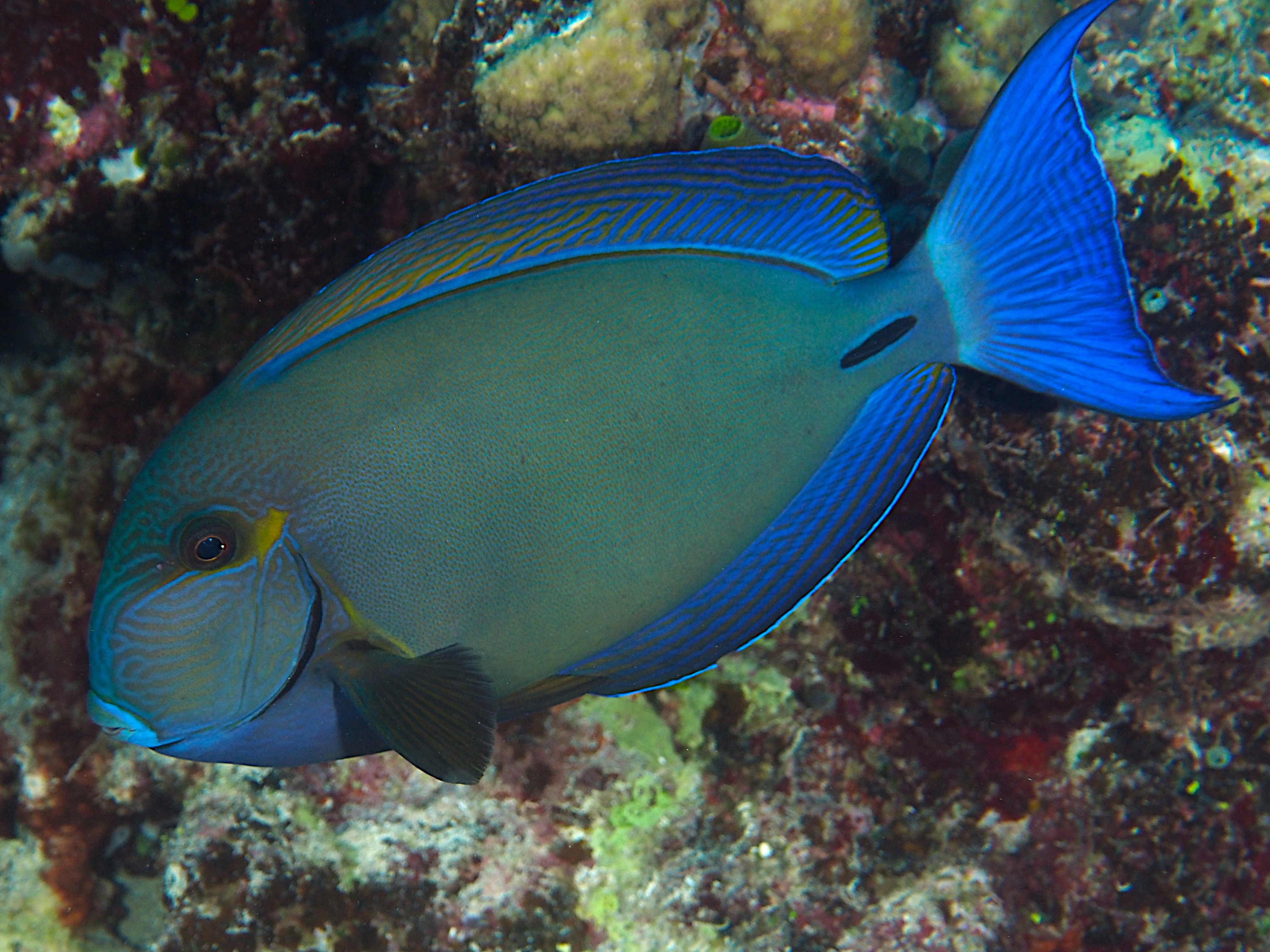 Ringtail Surgeonfish - Acanthurus blochii - Great Barrier Reef, Australia