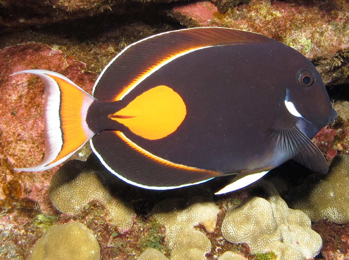 Achilles Tang - Acanthurus achilles