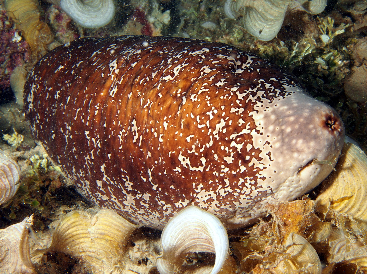 White-rumped Sea Cucumber - Actinopyga lecanora