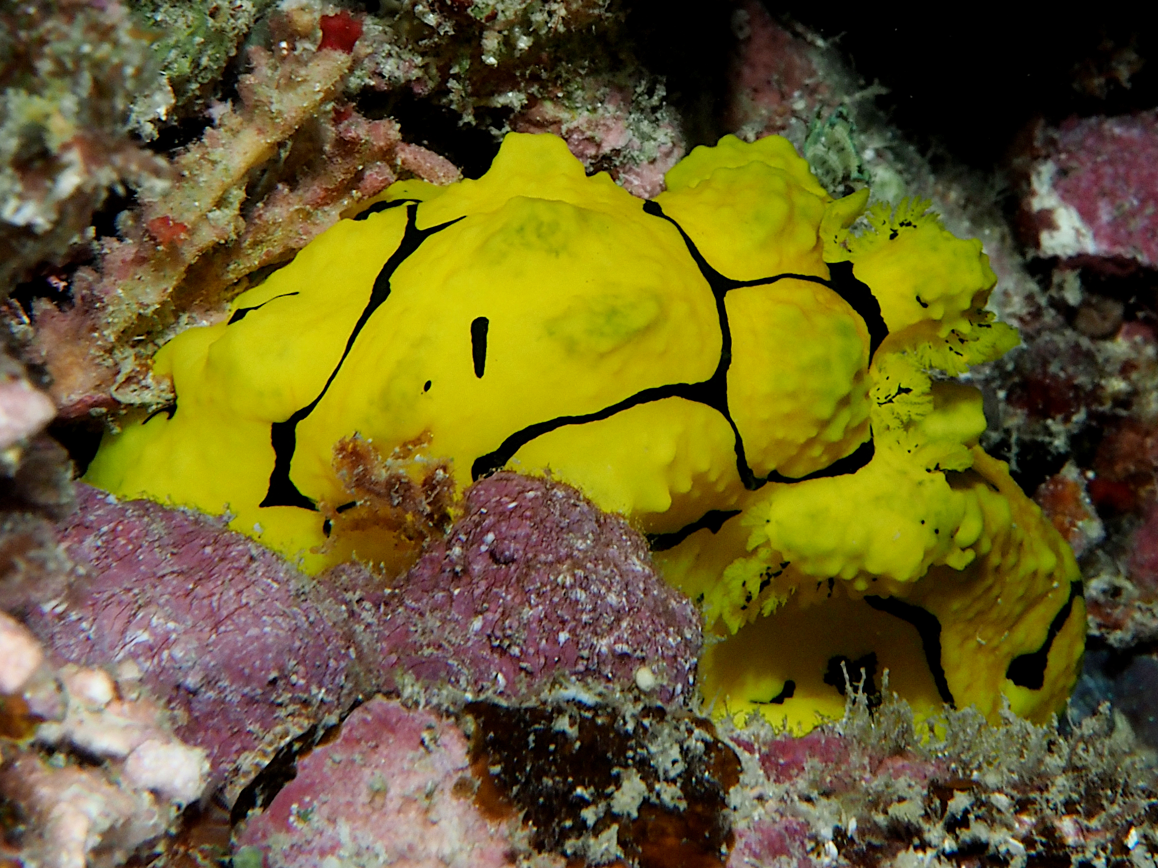 Banana Nudibranch - Aegires minor