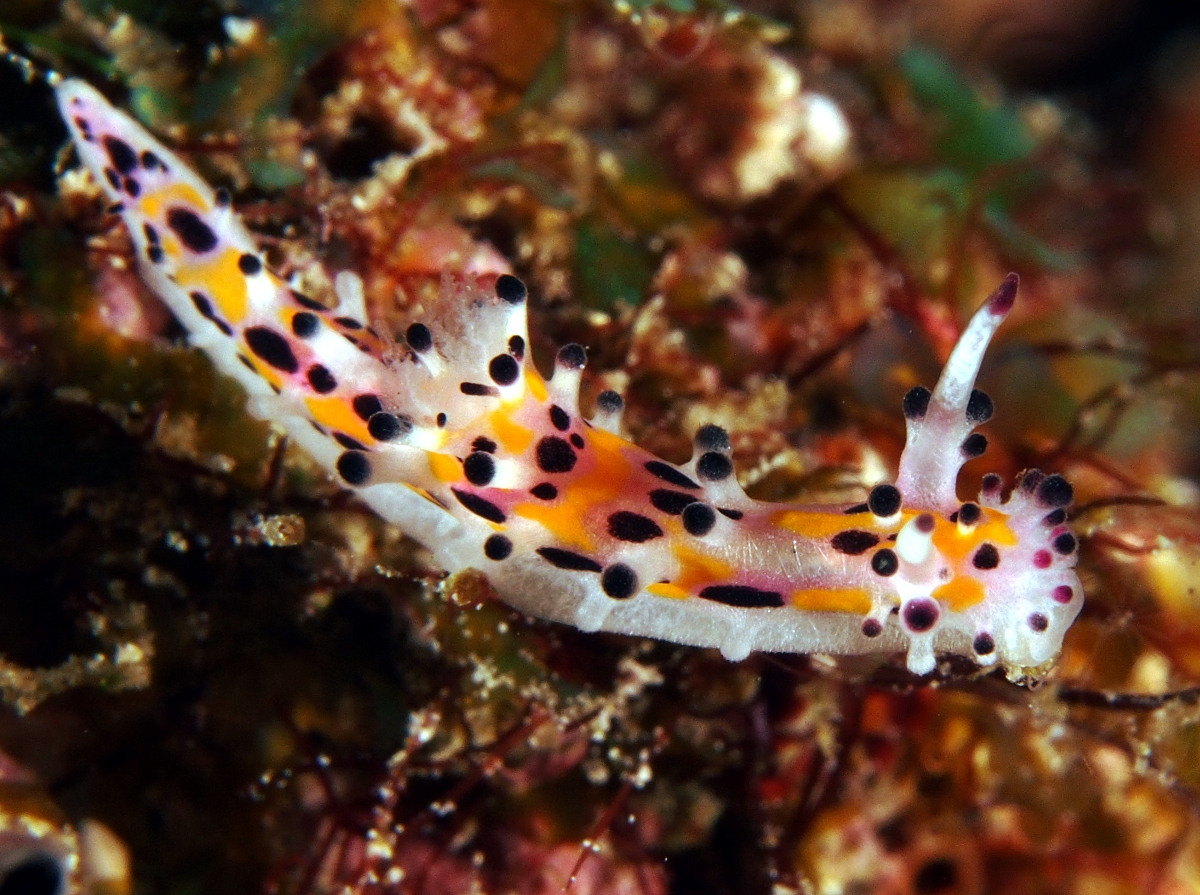 Hairy Norse God - Aegires villosus