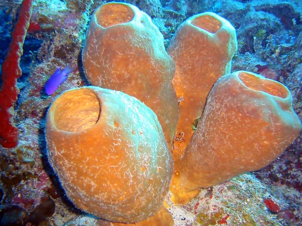 Tubulate Sponge - Agelas tubulata