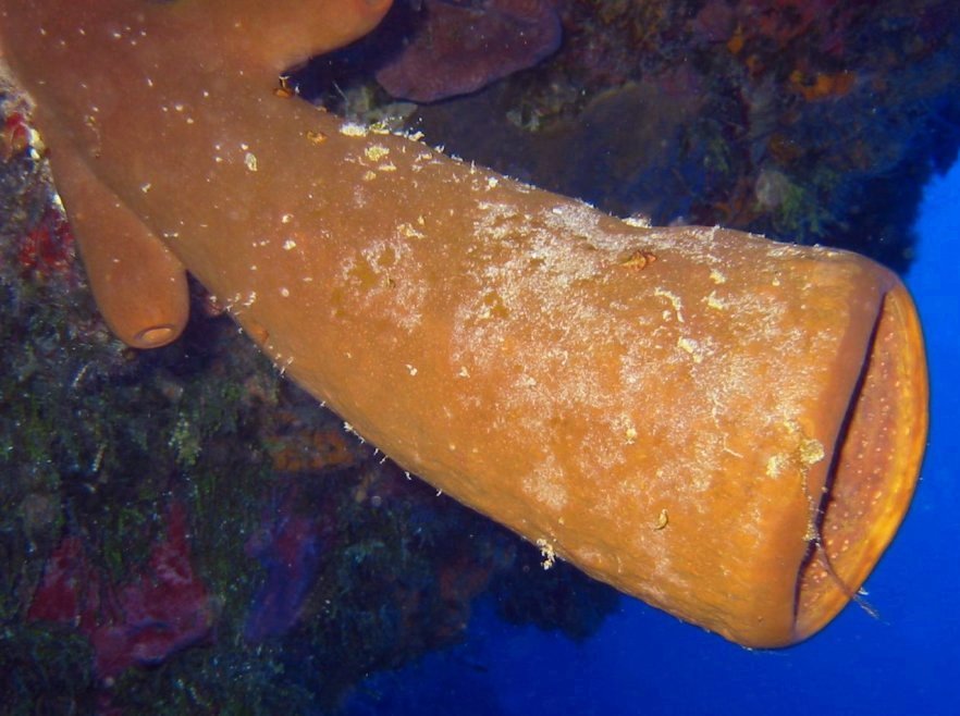 Tubulate Sponge - Agelas tubulata