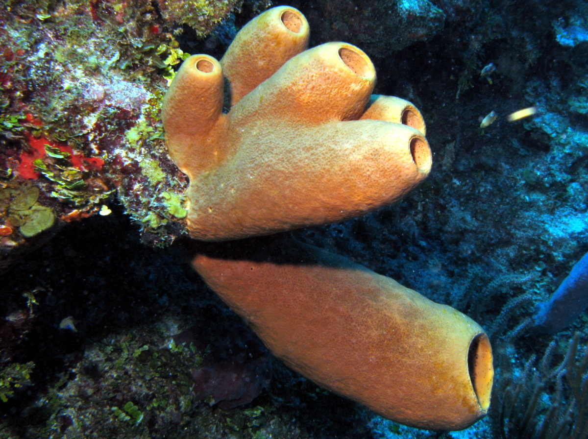 Tubulate Sponge - Agelas tubulata