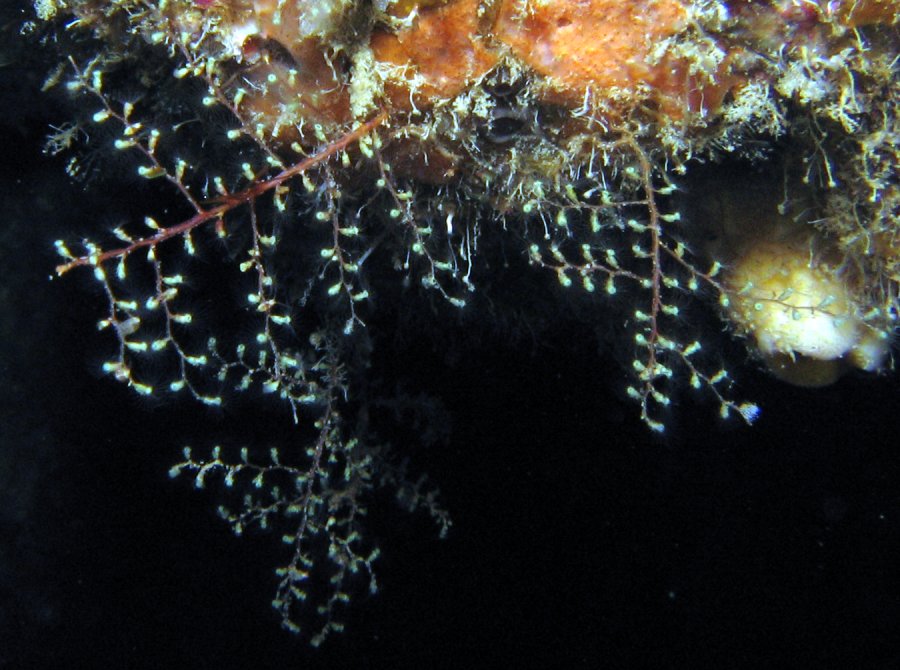 Algae Hydroid - Thyroscyphus ramosus - Roatan, Honduras