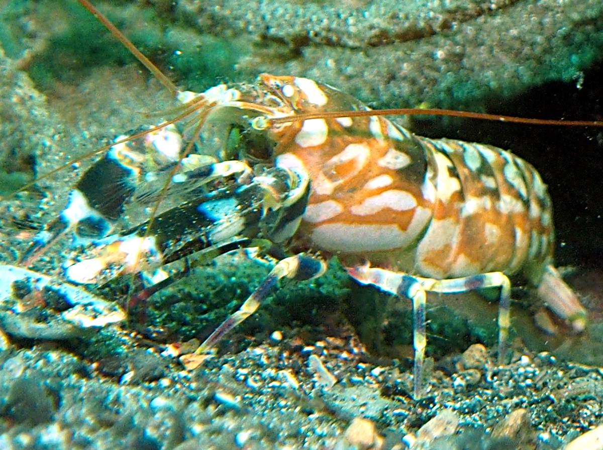Tiger Snapping Shrimp - Alpheus bellulus