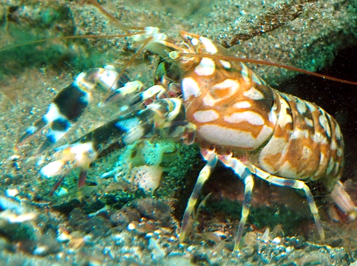 Tiger Snapping Shrimp - Alpheus bellulus