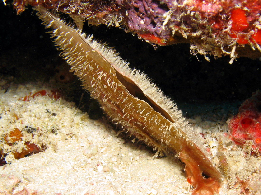 Amber Penshell - Pinna carnea