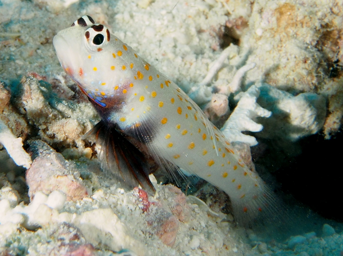 Spotted Shrimpgoby - Amblyeleotris guttata