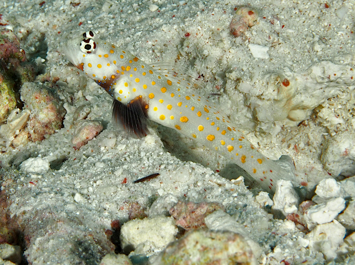 Spotted Shrimpgoby - Amblyeleotris guttata