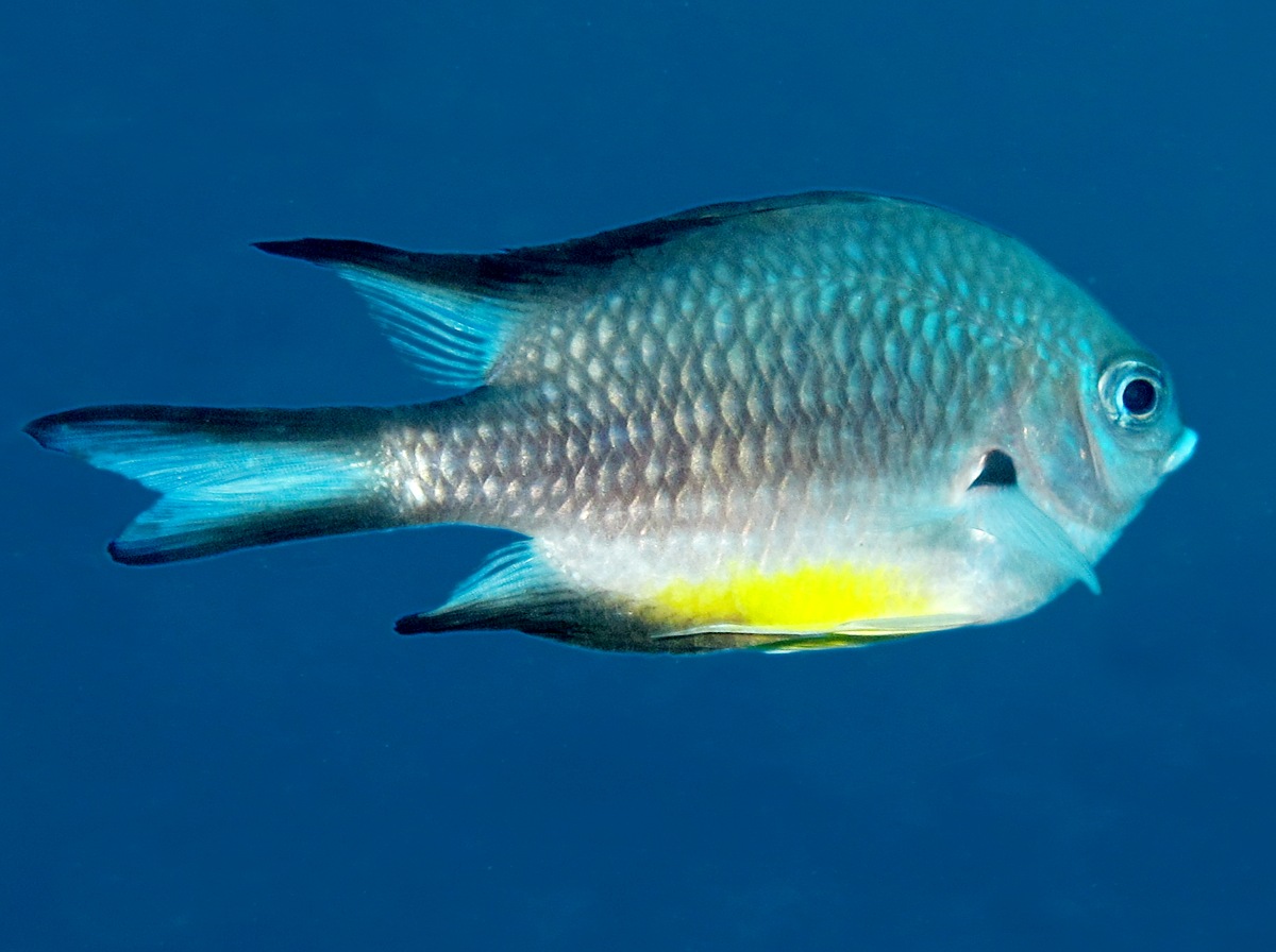 White-Belly Damselfish - Amblyglyphidodon leucogaster