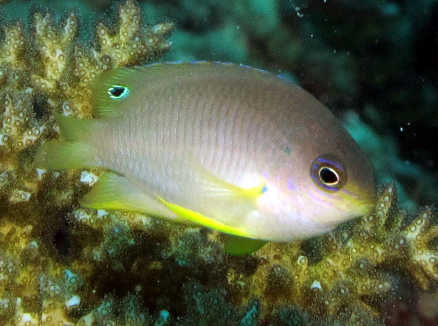 Ambon Damselfish - Pomacentrus amboinensis - Palau
