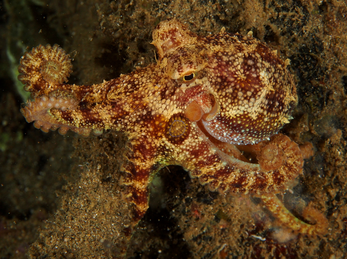 Poison Ocellate Octopus - Amphioctopus siamensis