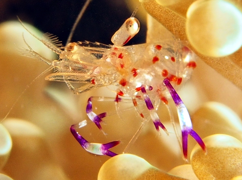 Holthuis' Anemone Shrimp - Ancylomenes holthuisi