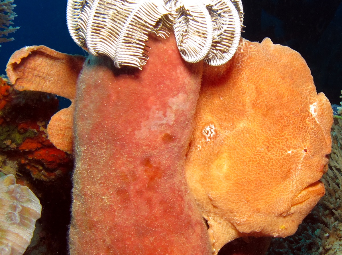 Giant Frogfish - Antennarius commerson