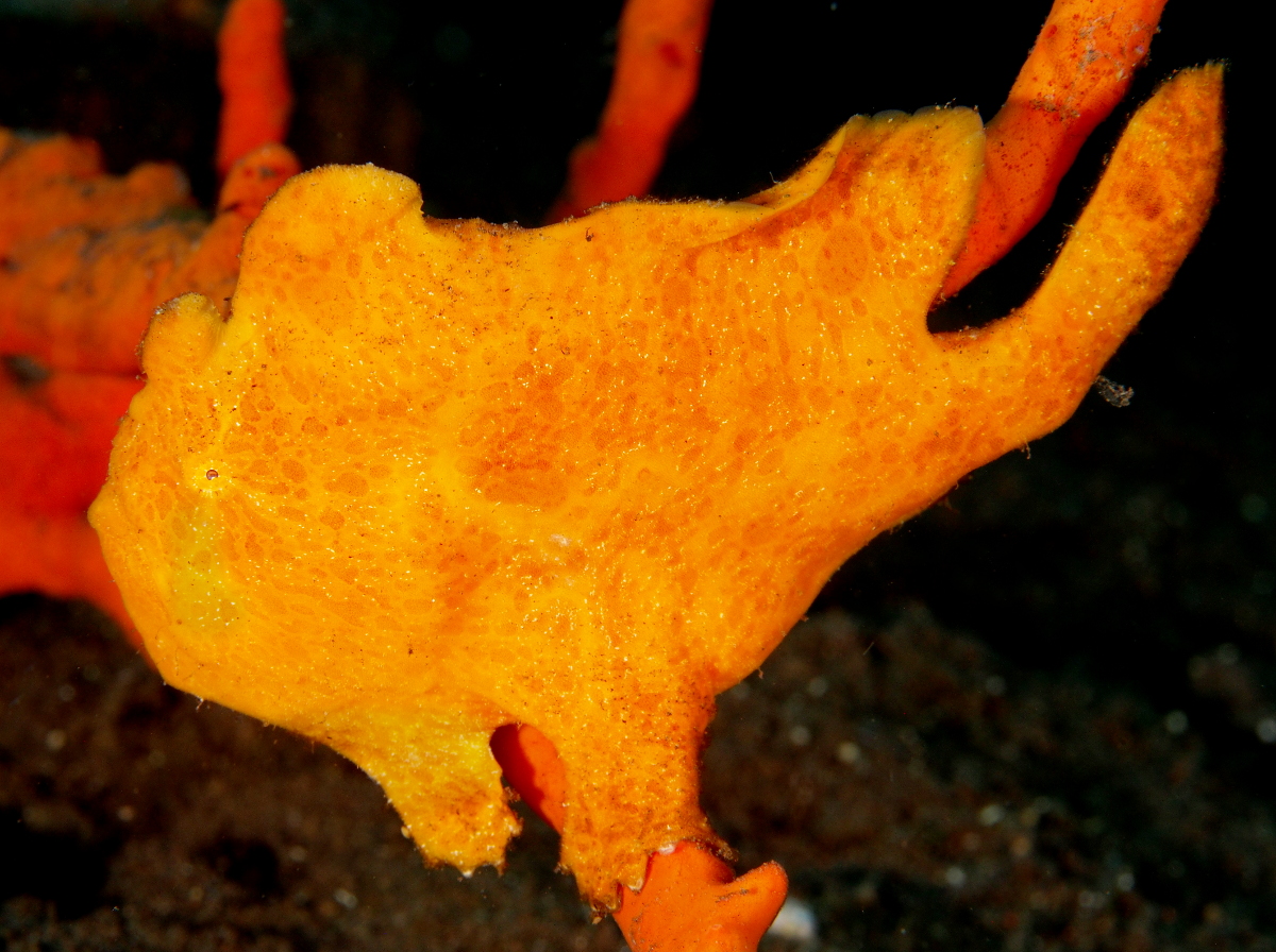 Giant Frogfish - Antennarius commerson