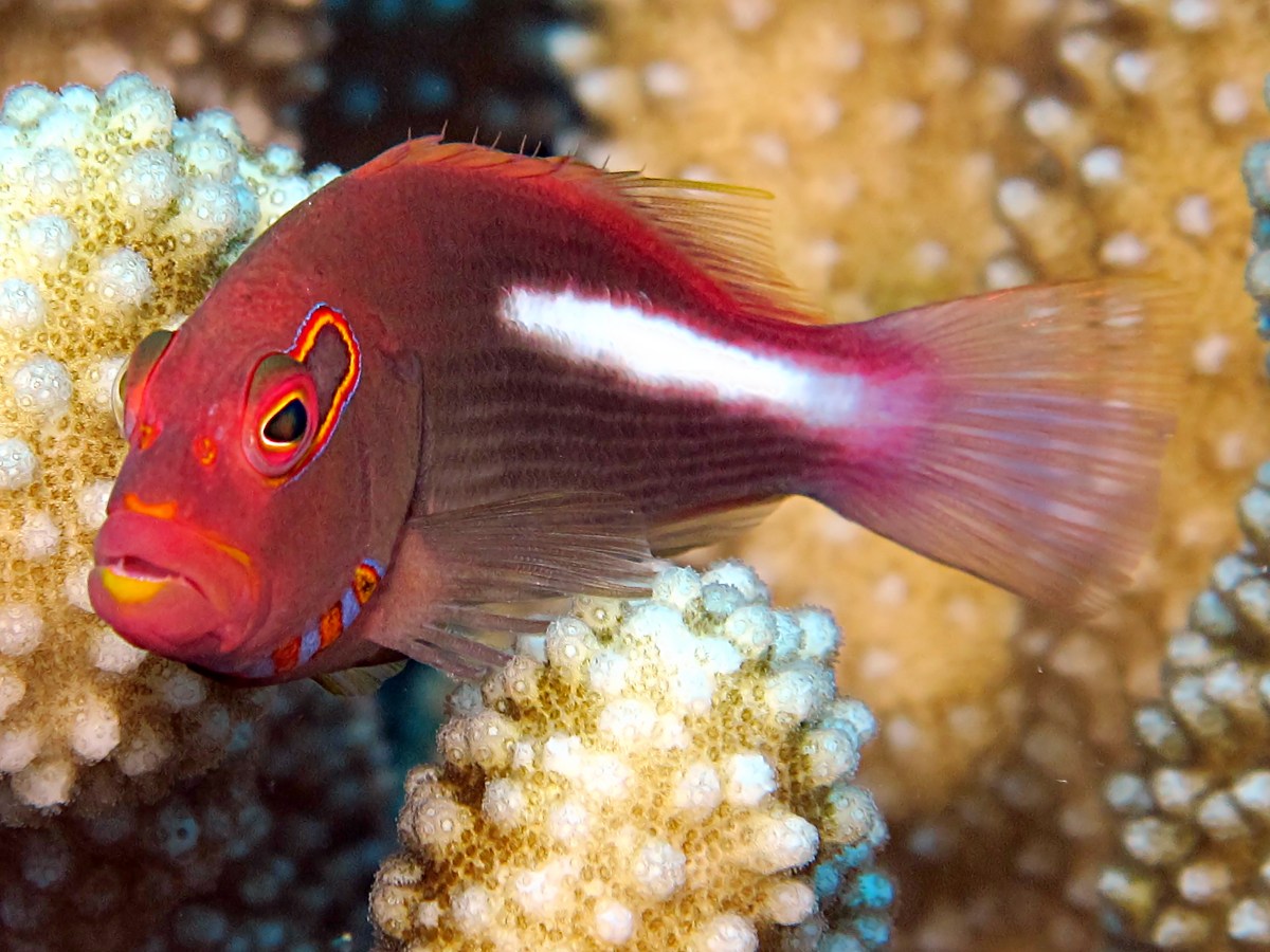 Arc-Eye Hawkfish - Paracirrhites arcatus