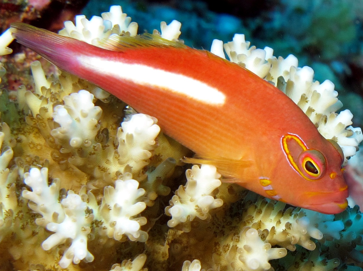 Arc-Eye Hawkfish - Paracirrhites arcatus