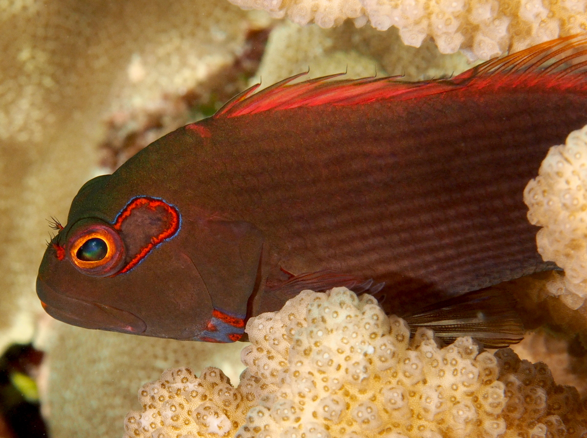Arc-Eye Hawkfish - Paracirrhites arcatus