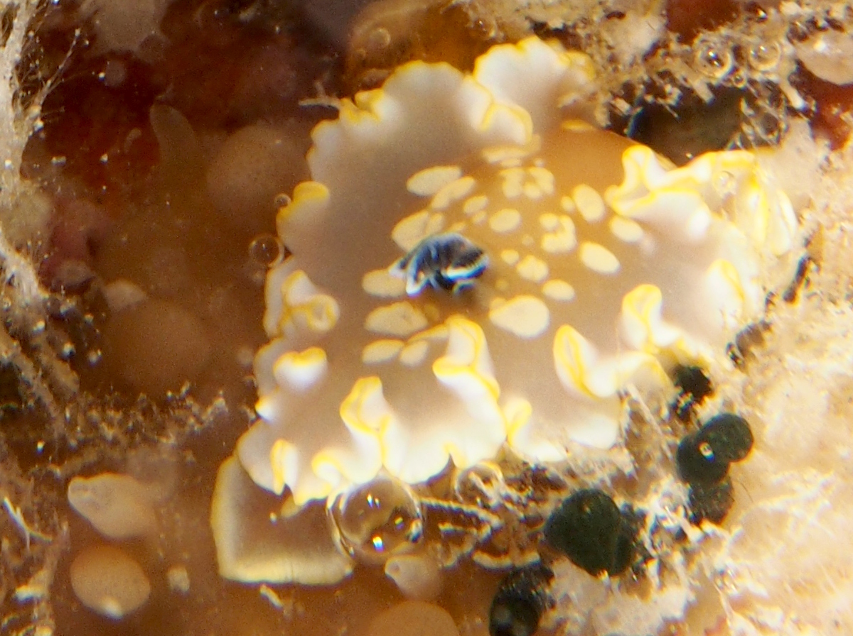 Tom Smith's Nudibranch - Ardeadoris tomsmithi - Big Island, Hawaii