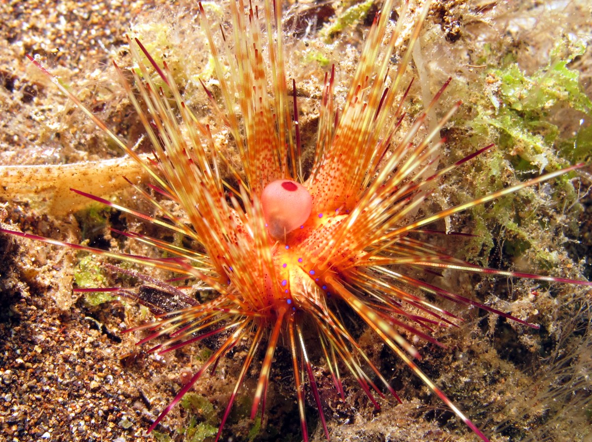 Radiant Sea Urchin - Astropyga radiata