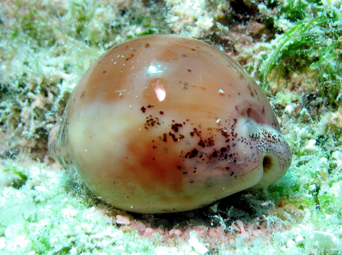 Atlantic Gray Cowry - Cypraea cinerea