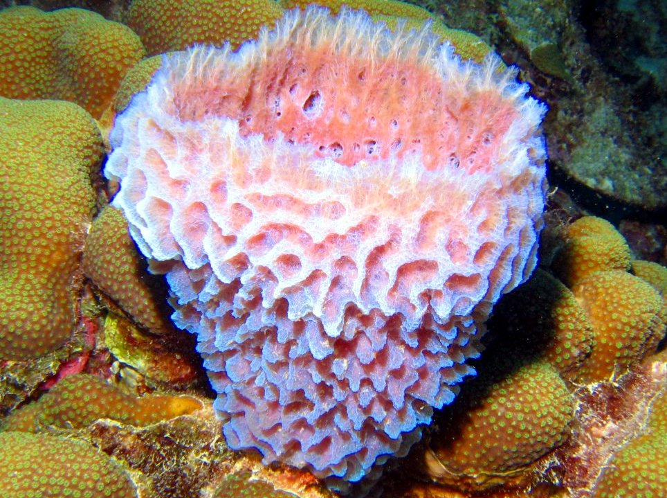 Azure Vase Sponge - Callyspongia plicifera