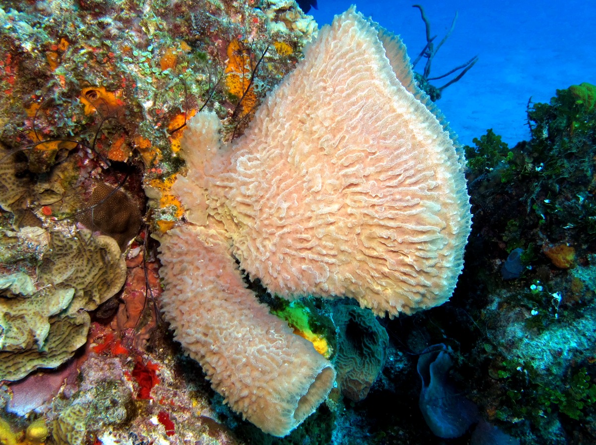 Azure Vase Sponge - Callyspongia plicifera