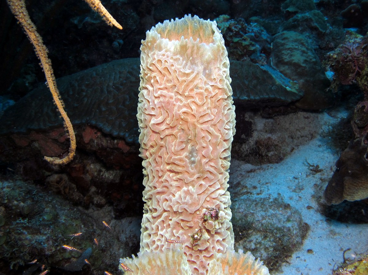 Azure Vase Sponge - Callyspongia plicifera