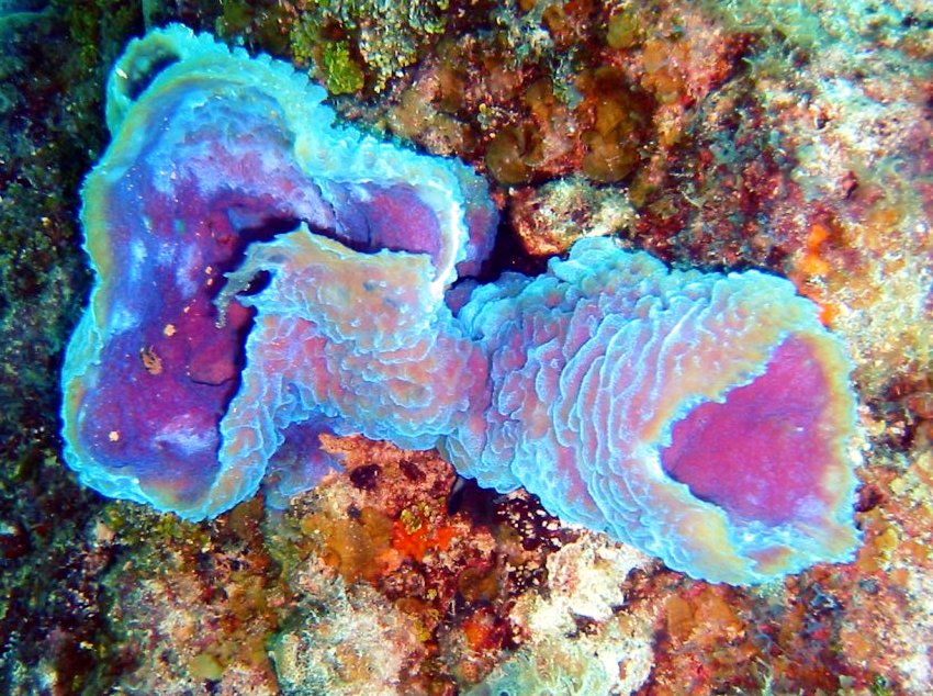 Azure Vase Sponge - Callyspongia plicifera