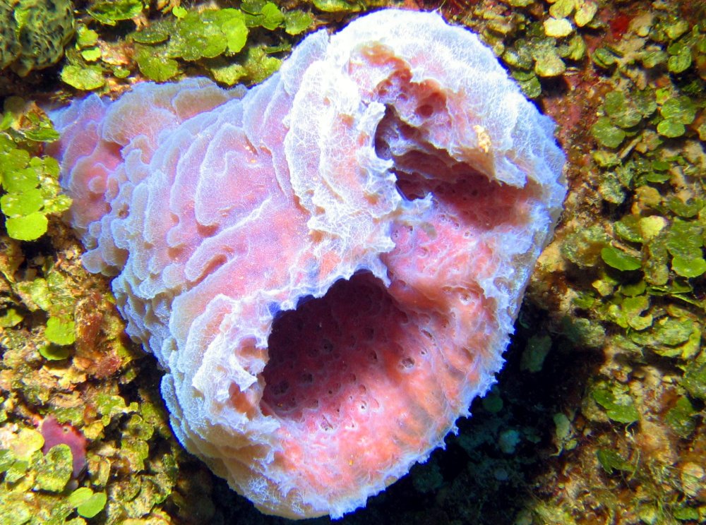 Azure Vase Sponge - Callyspongia plicifera