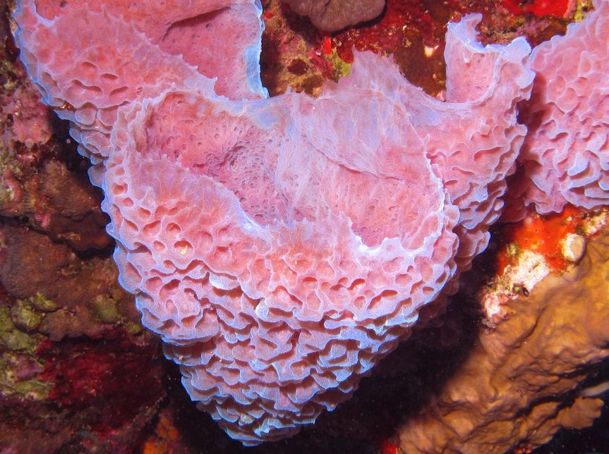 Azure Vase Sponge - Callyspongia plicifera