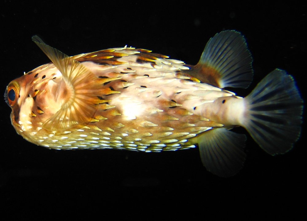Balloonfish - Diodon holocanthus