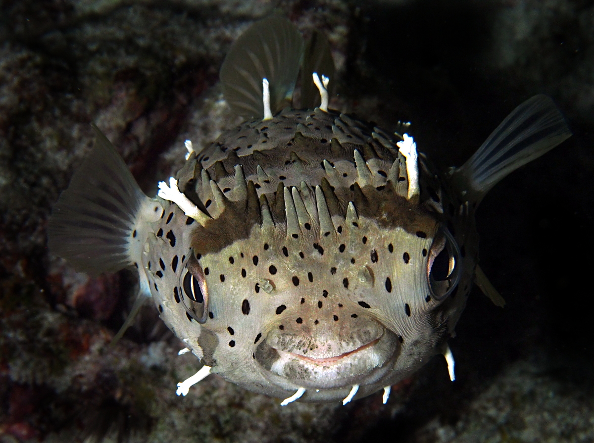 Balloonfish - Diodon holocanthus
