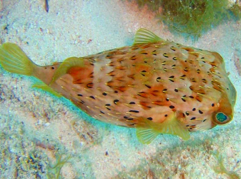 Balloonfish - Diodon holocanthus
