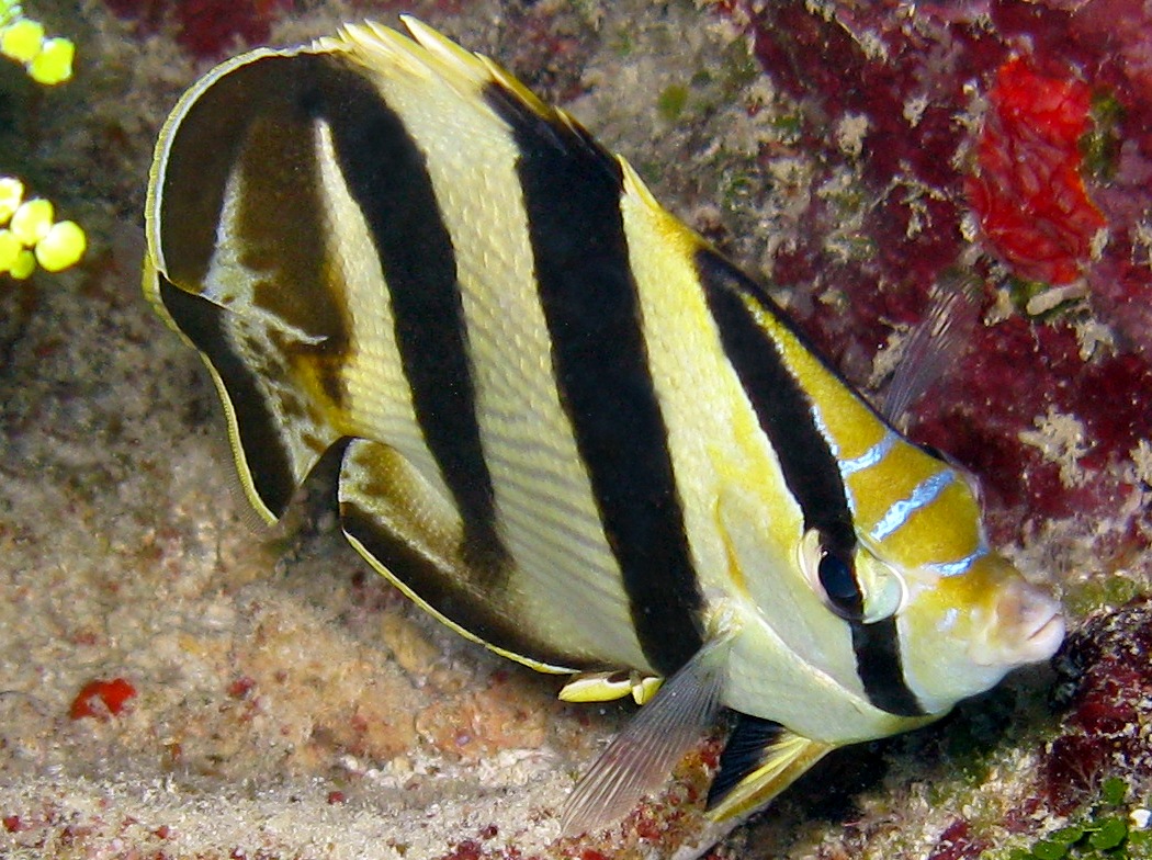 Banded Butterflyfish - Chaetodon striatus