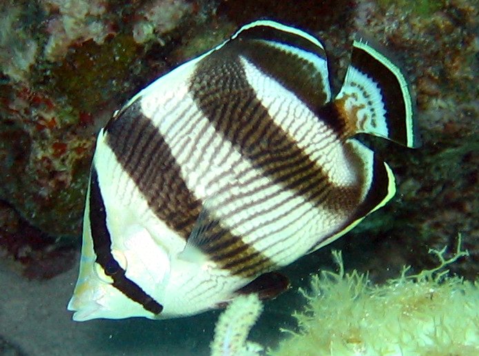 Banded Butterflyfish - Chaetodon striatus