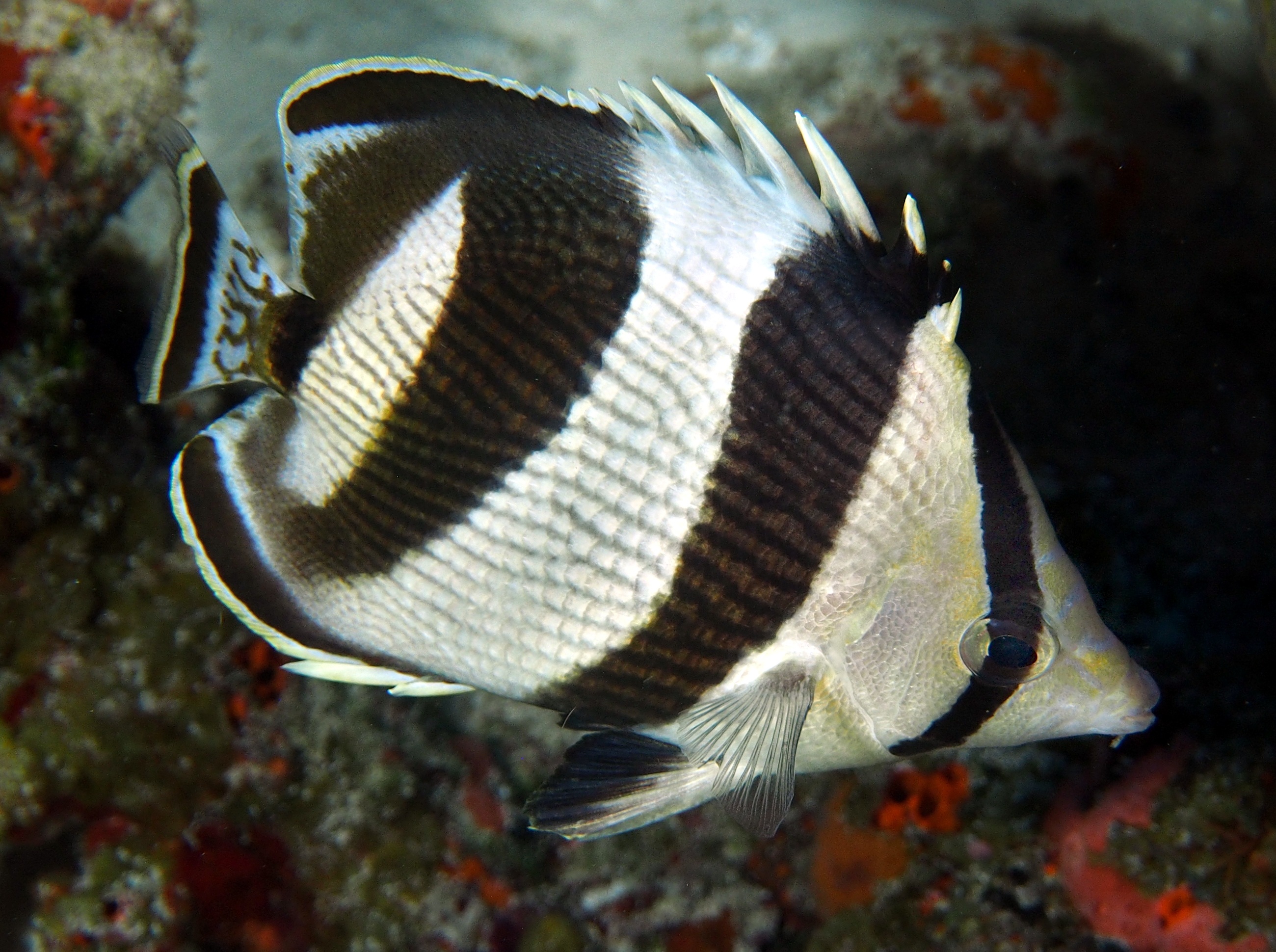 Banded Butterflyfish - Chaetodon striatus