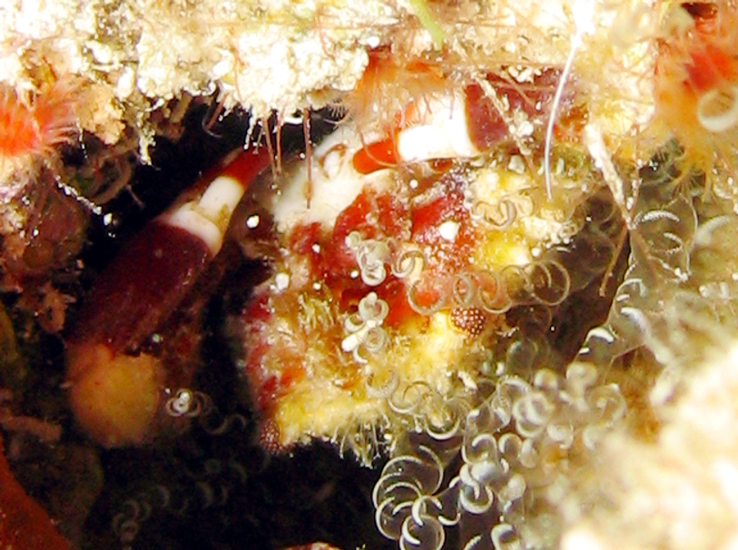 Banded Clinging Crab - Mithrax cinctimanus