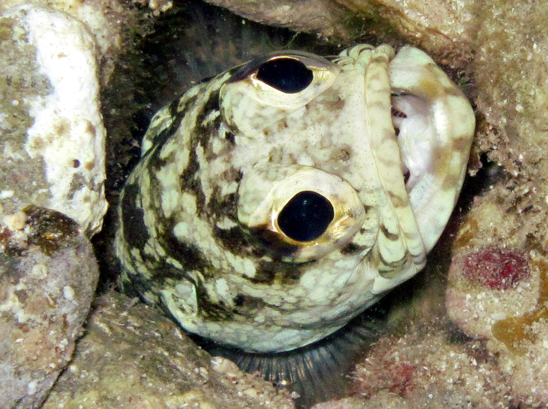 Banded Jawfish - Opistognathus macrognathus