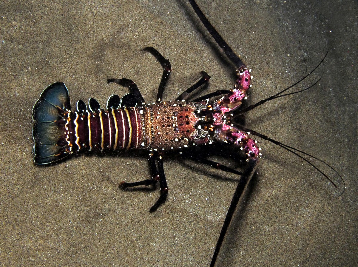 Banded Spiny Lobster - Panulirus marginatus