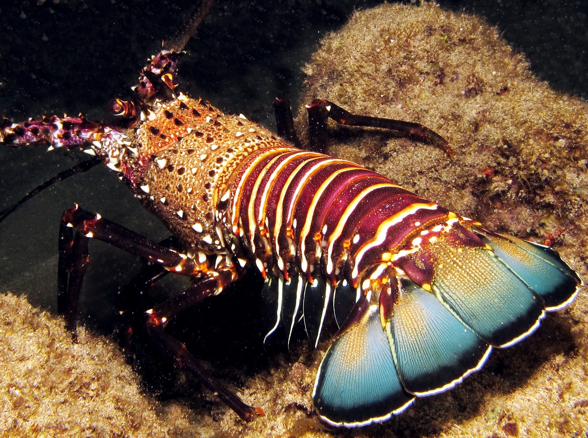 Banded Spiny Lobster - Panulirus marginatus
