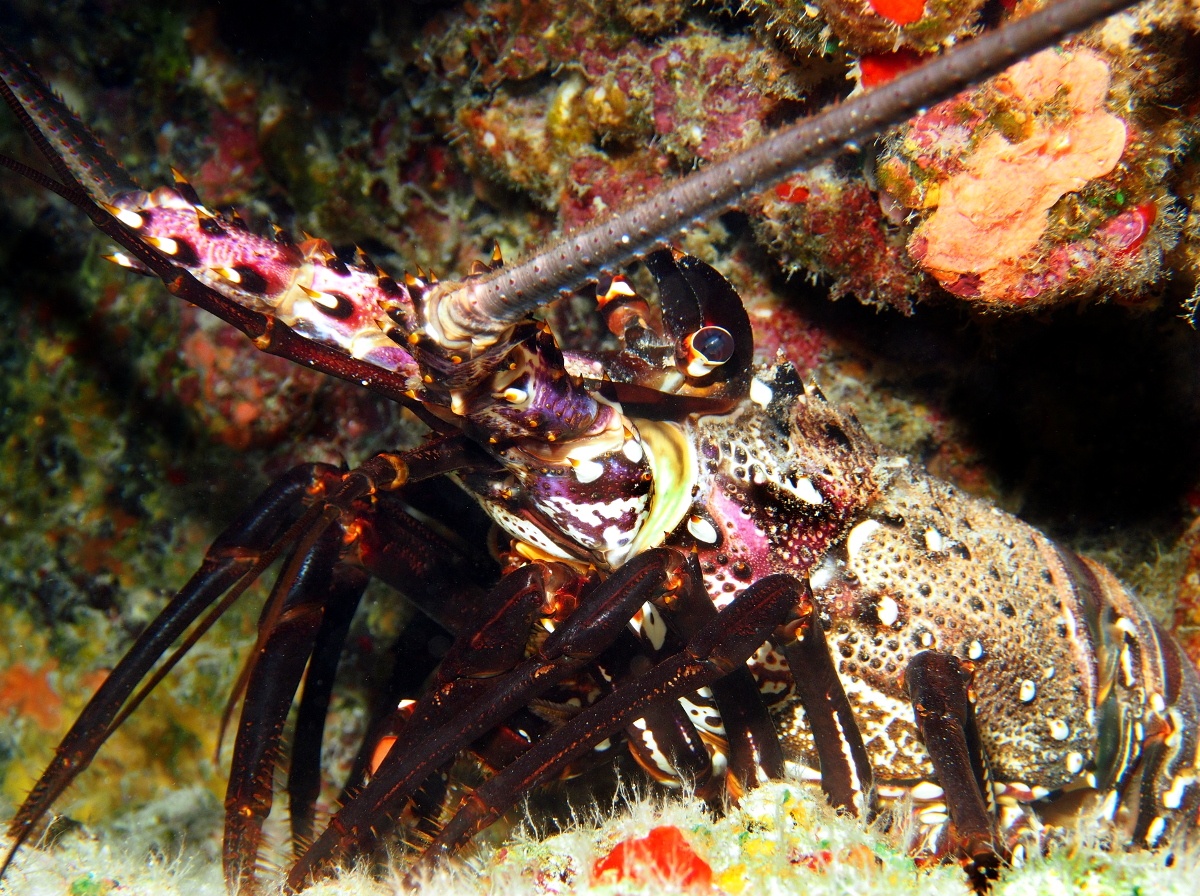 Banded Spiny Lobster - Panulirus marginatus