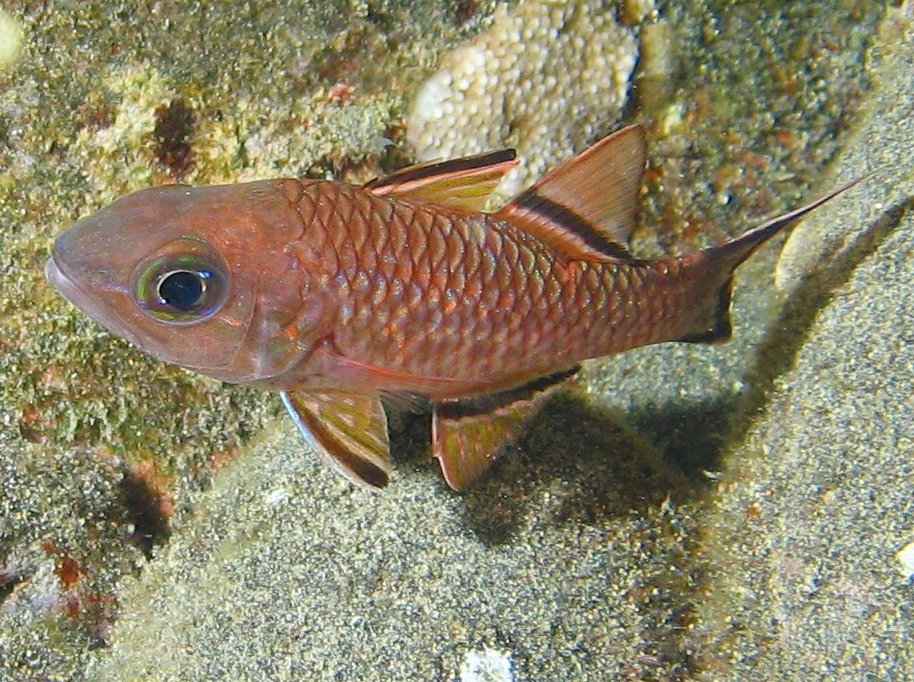 Bandfin Cardinalfish - Pristiapogon taeniopterus