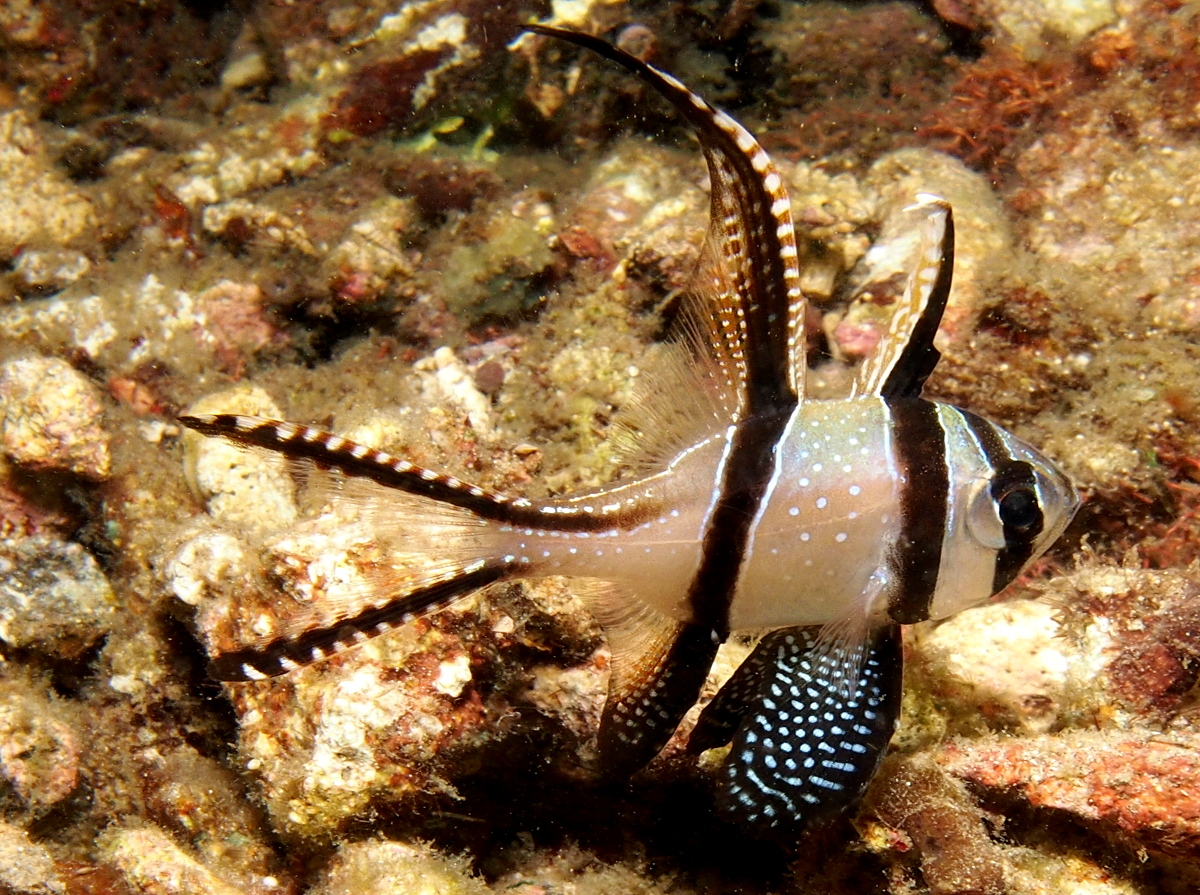 Banggai Cardinalfish - Pterapogon kauderni