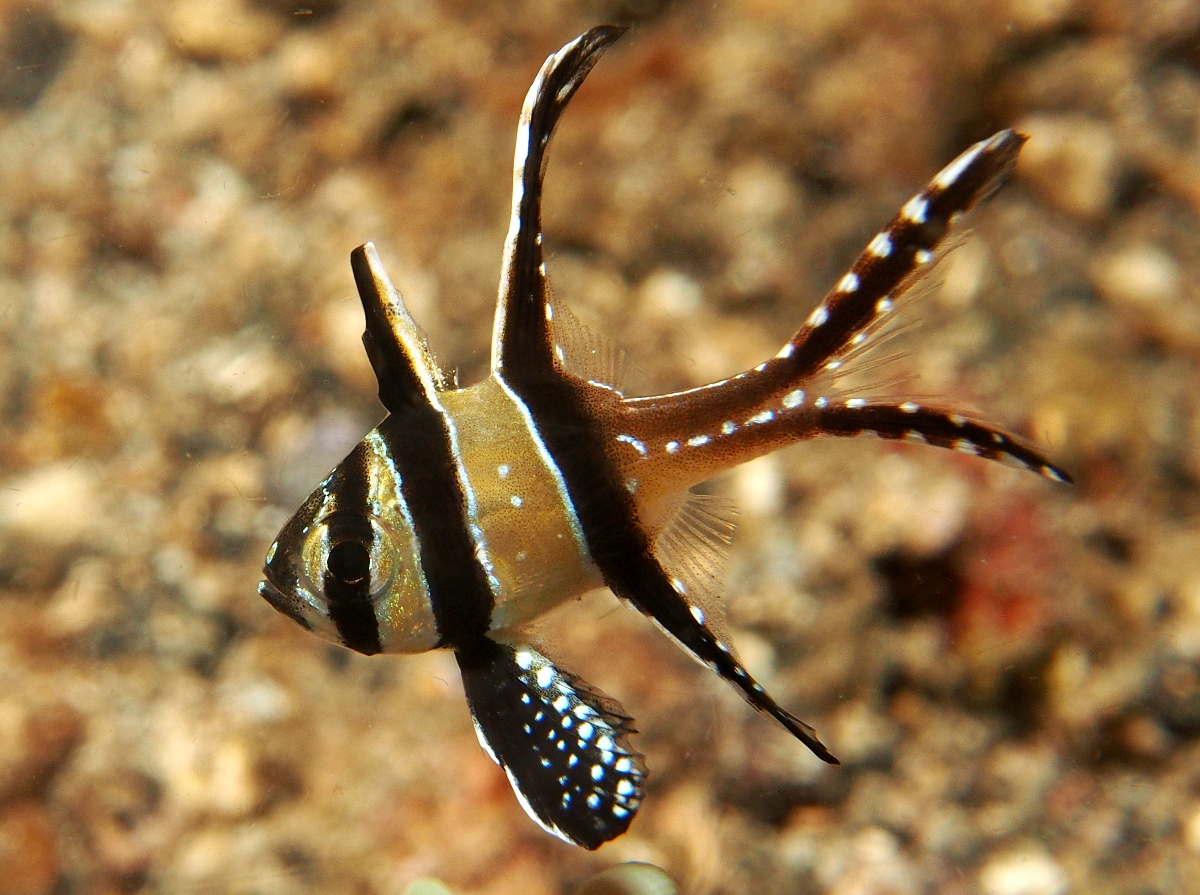 Banggai Cardinalfish - Pterapogon kauderni